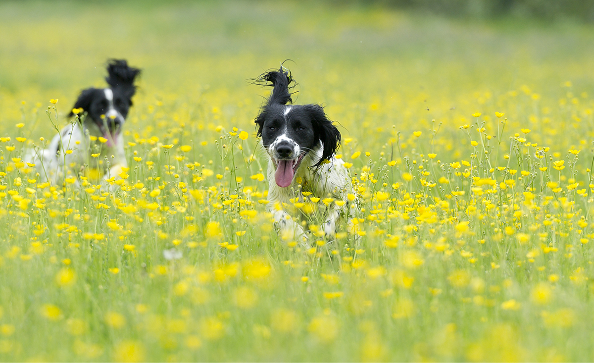 Η παραμονή των δεσποζόμενων ζώων συντροφιάς σε ιδιόκτητα αγροκτήματα –χωράφια κλπ