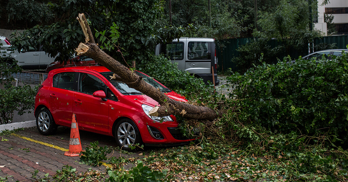 Αστική ευθύνη Δήμου από πτώση δέντρου