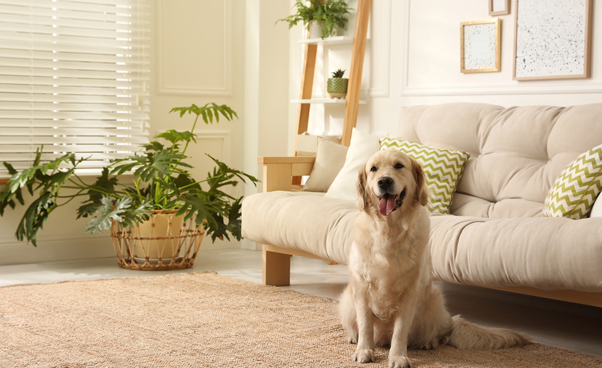 Ισχυρός ο όρος της απαγόρευσης κατοικίδιου σε μισθωτήριο συμβόλαιο;